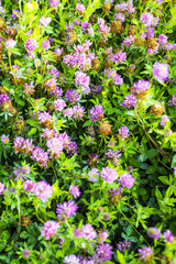 Fototapeta premium Close-up of a field of clover at Rye Harbour Nature Reserve, East Sussex, England