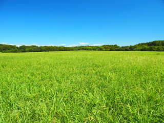 夏の水元公園の草原と林風景