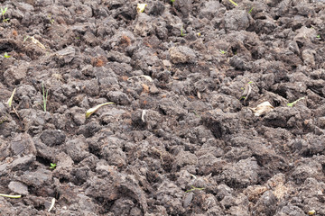 close up blank soil surface for grow plant
