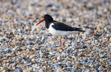 Oystercatcher (Haematopus ostralegus)
