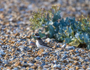 Ringed Plover (Chariadrius hiaticula)