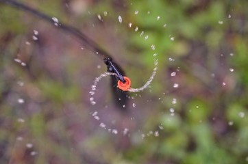 Close up springer watering