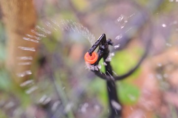 Close up springer watering