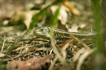 European green and brown sand lizard, Lacerta agilis, hiding in a dry grass vegetation and observing something, blurry background, summer day in woods