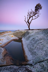 Lonely Tree at Binalong bay, Tasmania.