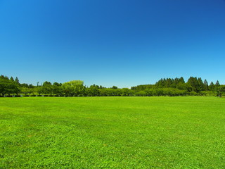 夏のみさと公園の草原と林風景