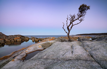 Lonely tree at Binalong Bay, Tasmania.