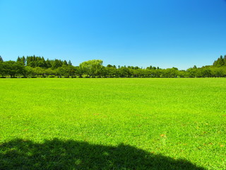 夏のみさと公園の草原と林風景