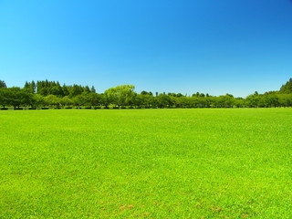 夏のみさと公園の草原と林風景