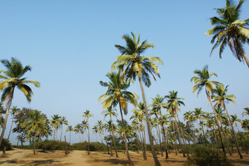 Fototapeta na wymiar palm trees grow on the sand against the blue sky