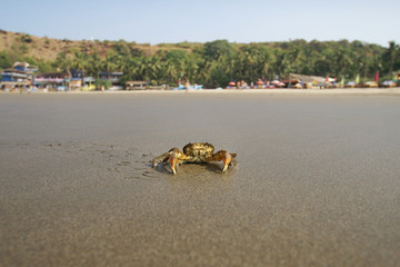 crab on a sandy beach in India