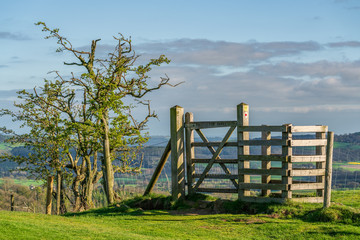 A gate with a small tree, seen between Church Stretton and Hope Bowdler, Shropshire, England, UK