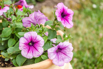 purple petunia flowers 