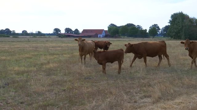 6 German red cattle cows in the pasture