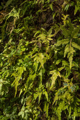 Ferns and mosses on a tree trunk, Geneva Conservatory and Botanical gardens, Geneva, Geneva Canton, Switzerland