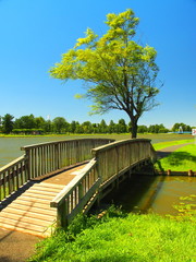 立木と橋のある公園風景