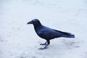 crow standing on floor