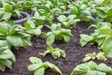 row of lettuce salad in the vegetable garden