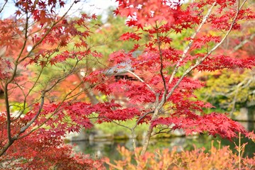 日本庭園の紅葉