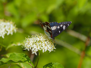 Limenitis reducta. Le Sylvain azuré