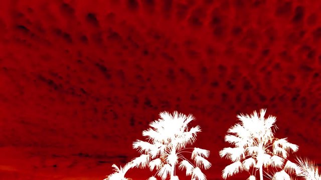 Cloud and palm tree time lapse,negative color effect. Extreme red cloud transforming and moving over duo white palm tree ,low angle view 4K time lapse. 