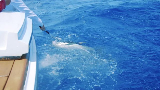 Man using gaff hook to catch a wild yellowfin tuna