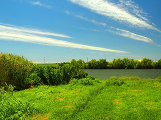 夏草のある河川敷風景
