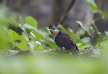 pied cuckoo perched on branch grassland black and white in color