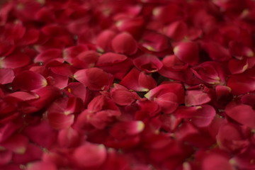 red rose leaves background photograph