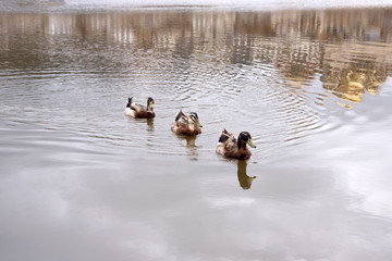 Group of duck or geese swimming in lake