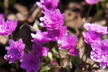 Hepatica nobilis rubra plena spring pink flowers close