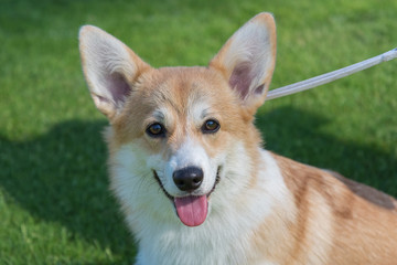 Portrait of Pembroke Welsh Corgi.