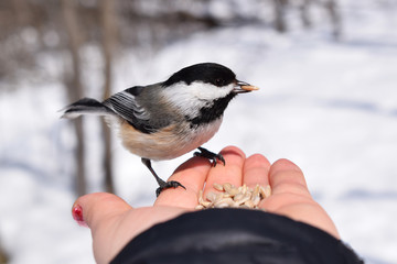 oiseau chanteur