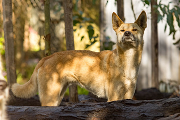 Naklejka na ściany i meble Australian Dingo Sniffing