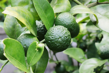 無農薬・有機栽培の沖縄産シークワーサー畑の写真素材