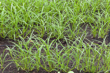 morning glory plant in the vegetable garden