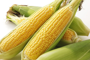 とうもろこし　Fresh yellow corn