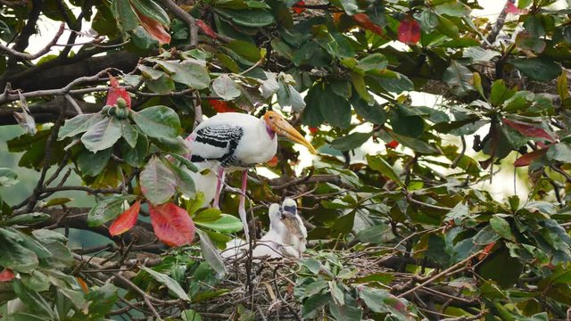 Painted Storks with flapper in a nest on tree.