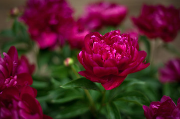 Red peonies in the garden. Blooming red peony.