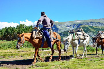 Heavily loaded mountain horses with a rider