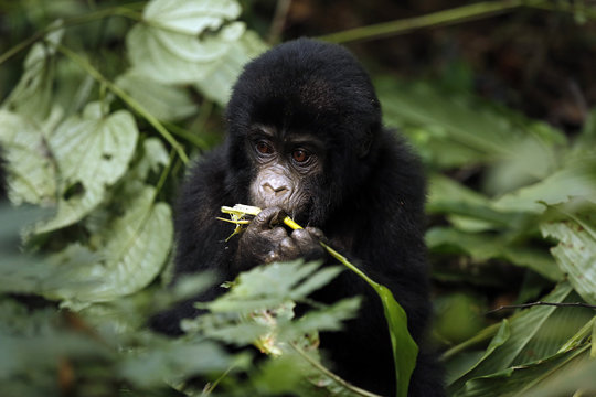 Baby Gorilla (Gorilla beringei beringei) Feeding. Bwindi Impenetrable National Park, Uganda
