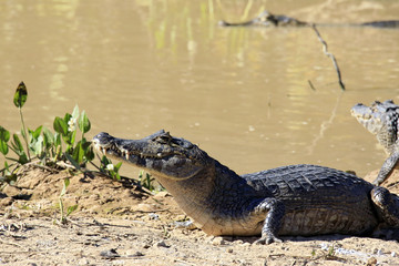Yacare Caimans (Caiman yacare) on River Bank. Rio Claro, Pantanal, Brazil