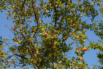 Fototapeta na wymiar Apple tree at the sunny day 