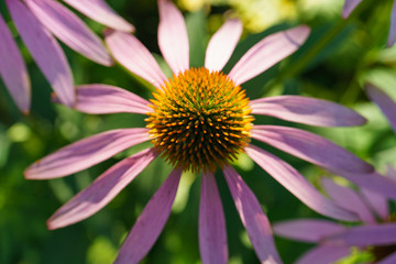 Wild flowers at the meadow. Defocused background image with bokeh