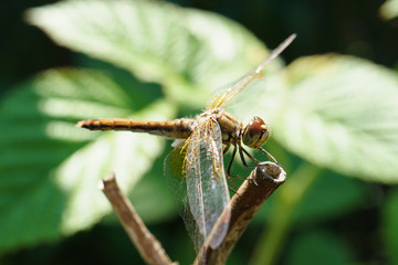 The dragonfly sitting on a branch