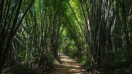 Fototapeta na wymiar A path going through bamboo trees. Asian tropical jungle.