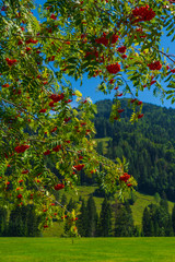 Vogelbeerbaum, Eberesche