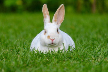 Calm and sweet little white rabbit sitting on green grass