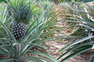 Obraz premium Close up Pine apple growth on pine apple tree in orchard in Thailand, tropical fruit for make juice beverage and good health, making feeling fresh.