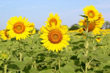 Some sunflowers in the field on a sunny summer morning.